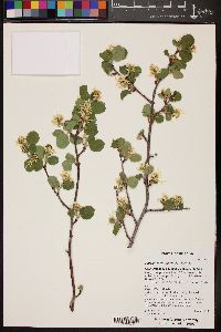 Amelanchier utahensis image