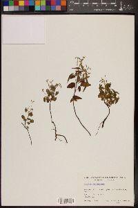 Oxalis frutescens image