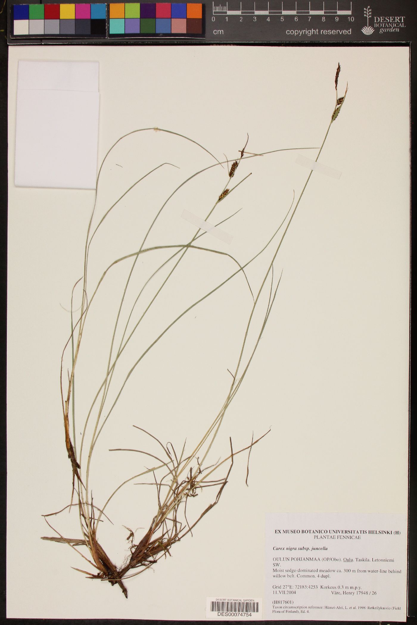 Carex nigra subsp. juncea image