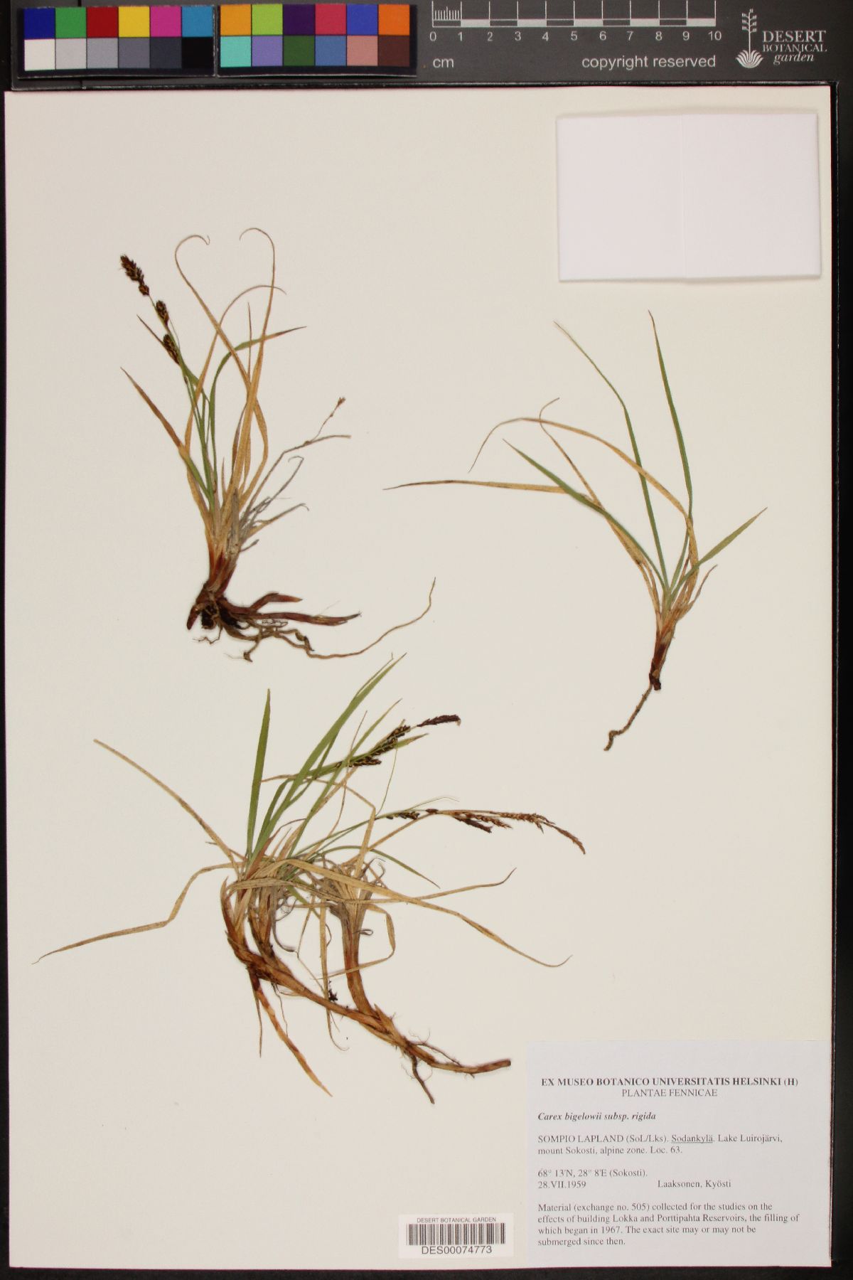 Carex bigelowii subsp. rigida image