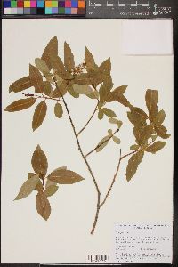 Salix pentandra image