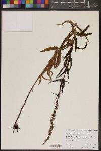 Veronica longifolia subsp. longifolia image