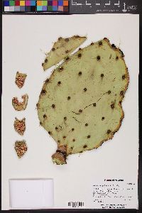 Opuntia engelmannii image