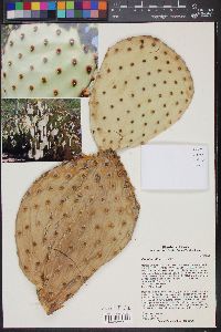 Opuntia rufida image