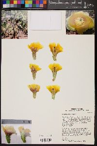 Opuntia rufida image