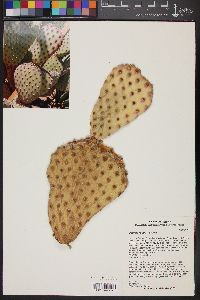 Opuntia rufida image