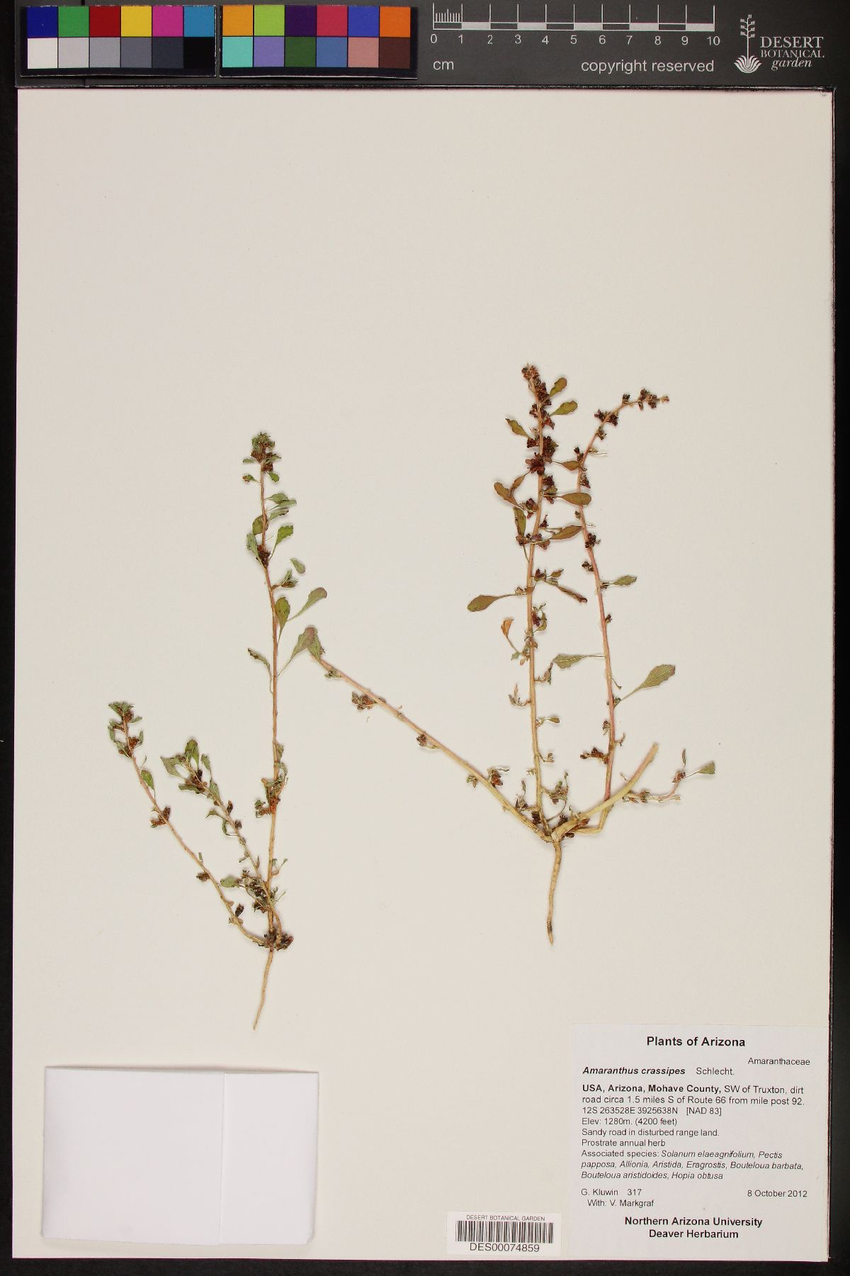 Amaranthus crassipes image