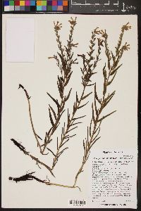 Lithospermum multiflorum image