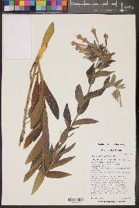 Lithospermum thuberi image