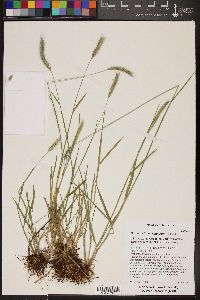 Hordeum brachyantherum image