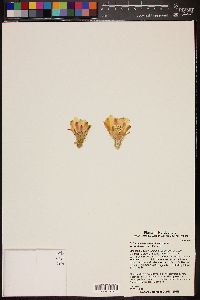 Echinocereus stolonifer subsp. stolonifer image