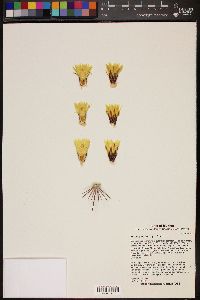 Image of Ferocactus lindsayi
