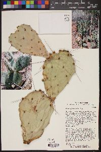 Opuntia phaeacantha image