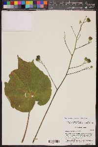 Abutilon mollicomum image