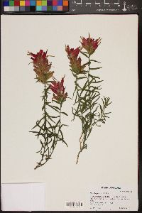 Castilleja tenuiflora image