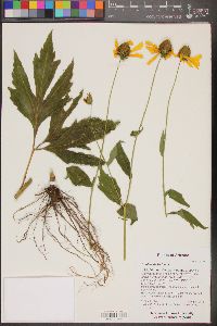 Rudbeckia laciniata image