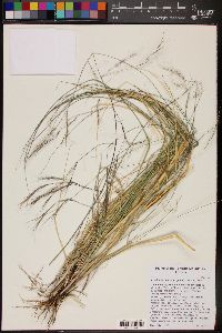 Aristida ternipes var. gentilis image