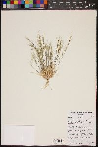 Aristida adscensionis image