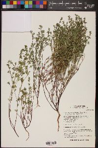 Euphorbia serpillifolia image