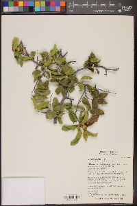 Celtis reticulata image