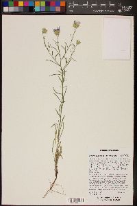 Dieteria canescens var. canescens image