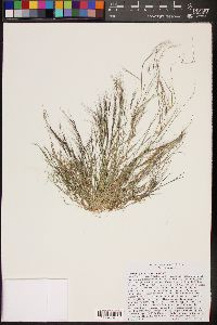 Muhlenbergia microsperma image