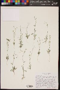 Gilia stellata image