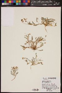 Astragalus gentryi image