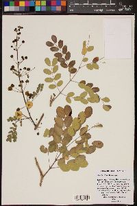 Acacia crinita image