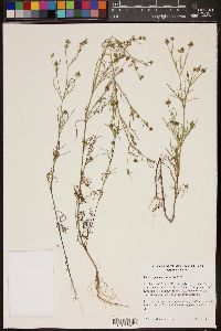 Image of Heterospermum pinnatum