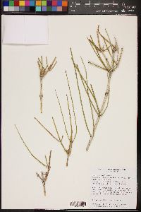 Ephedra aspera image