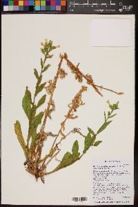 Nicotiana obtusifolia var. palmeri image