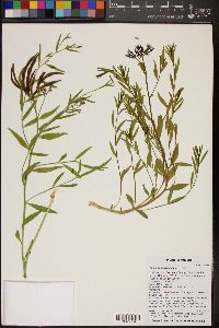 Amsonia tomentosa var. stenophylla image