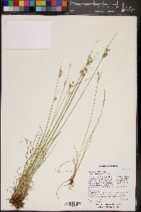 Juncus interior image