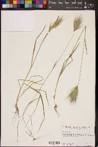 Bromus rubens image