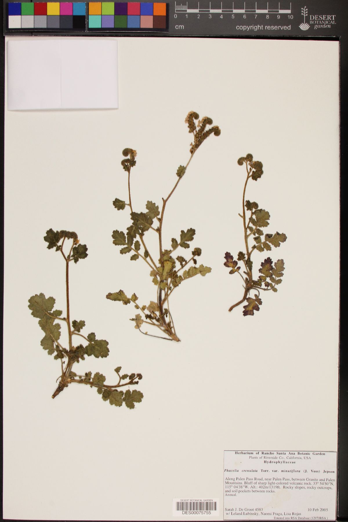 Phacelia crenulata var. minutiflora image