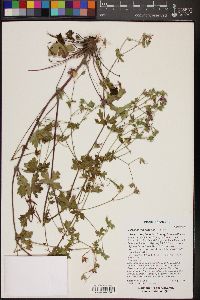 Geranium caespitosum image