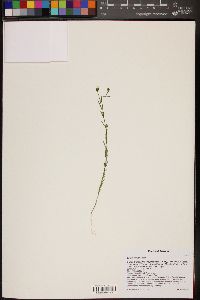 Linum lewisii image