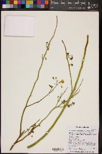 Parkinsonia florida image