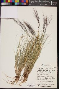 Aristida purpurea var. nealleyi image