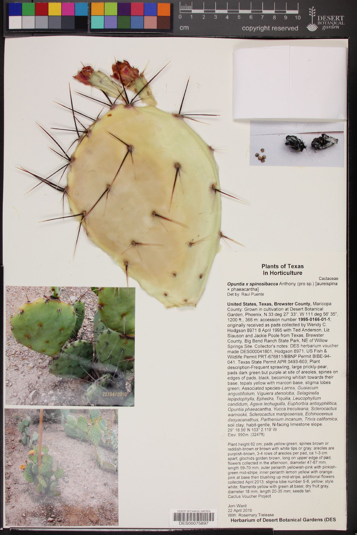 Opuntia x spinosibacca image