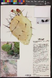 Opuntia x spinosibacca image