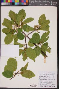 Frangula betulifolia subsp. obovata image