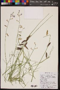 Astragalus episcopus var. episcopus image