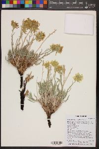 Oreocarya flava image