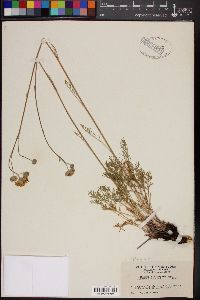 Hymenopappus filifolius var. eriopodus image