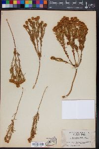 Peucephyllum schottii image