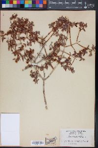 Philadelphus argenteus image