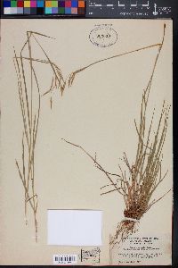 Bromus anomalus image