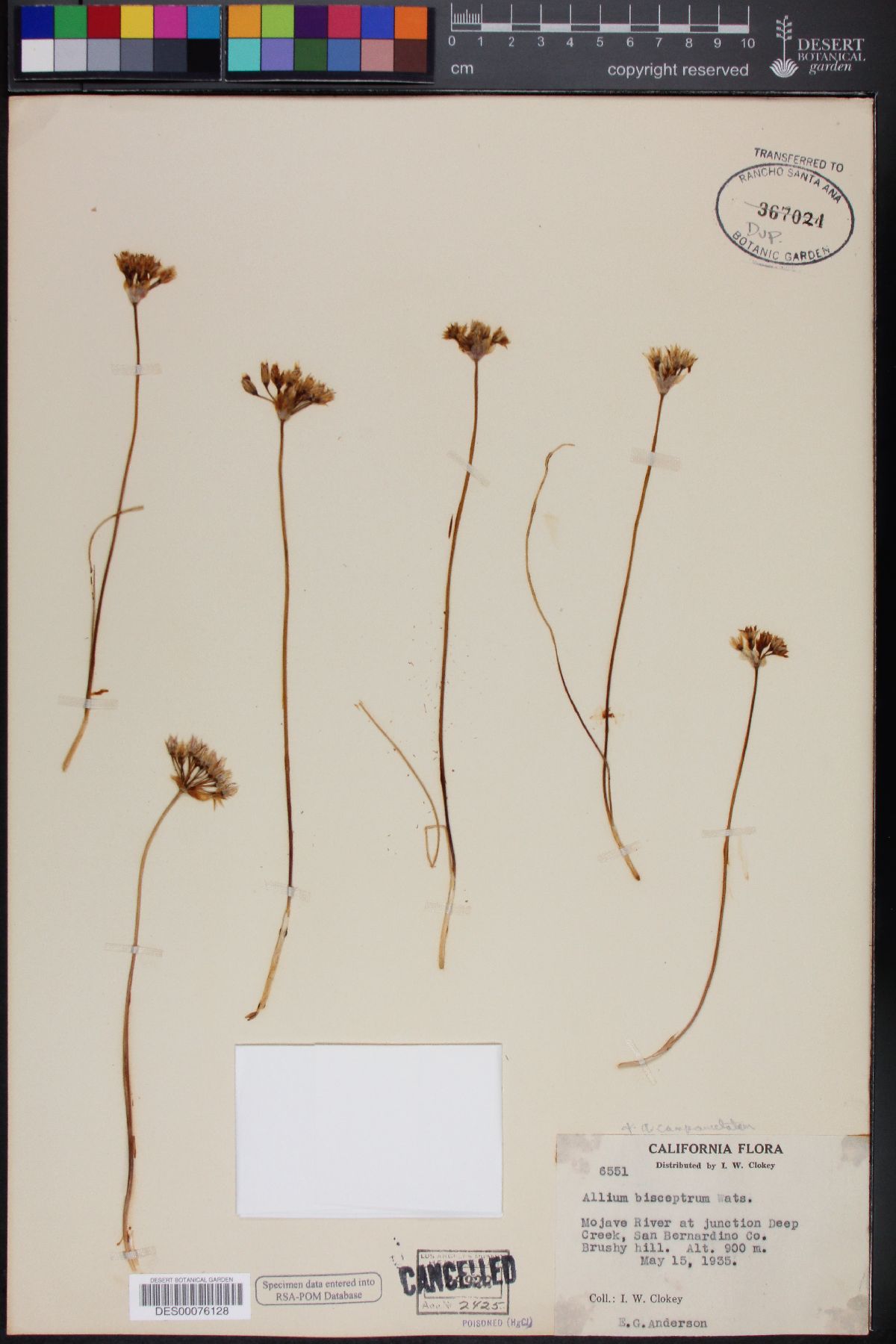 Allium davisiae image